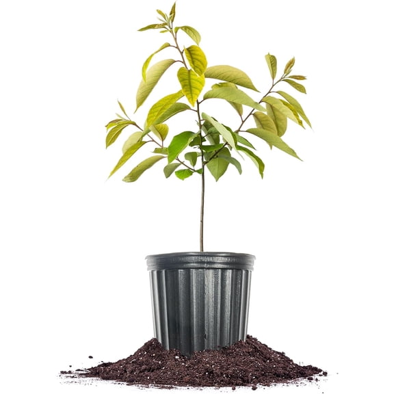 American Persimmon Tree in 1 Gallon Grower's Pot | Live Fruit Tree for Gardening | Native Sweet Edible Fruits