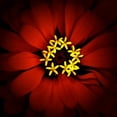thumbnail image 2 of Leahy, Ike 20x20 Gold Ornate Wood Framed with Double Matting Museum Art Print Titled - Red Zinnia, 2 of 4