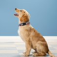 thumbnail image 2 of Reflective Dog Collar, Adjustable Soft Neoprene Padded Nylon Pet Collars with Buckle for Puppy and Small Dogs, Cats, Colorful Wave Pattern,L, 2 of 7