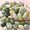Jade-5 lbs, 2-3 Inch-1, variant on 5 Lbs Yellow River Rocks 1-2 Inch Polished Pebbles For Indoor Decorative Stones Landscaping Vases Aquariums Fountapathwaysyard And Garden
