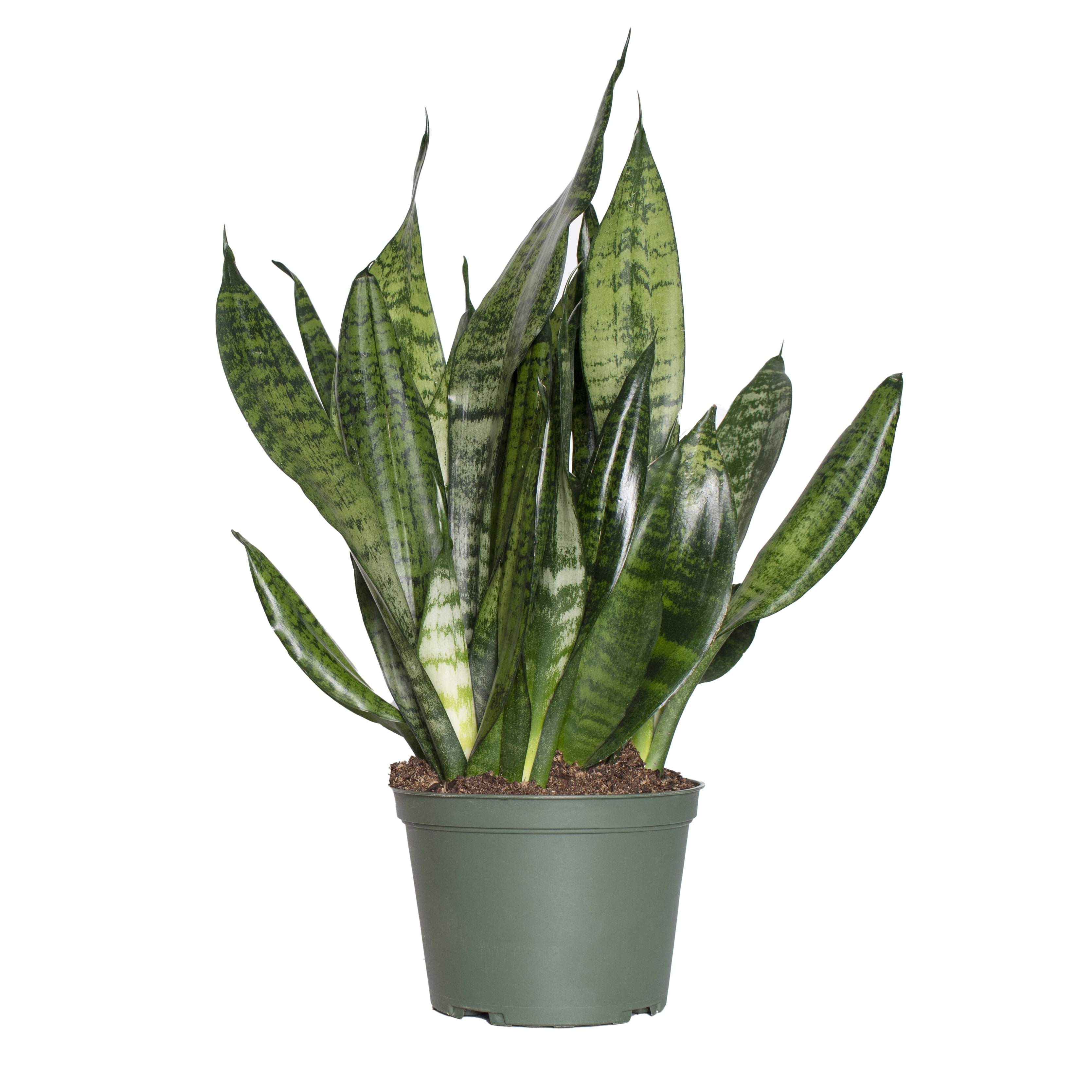 4 in. Snake Plant Zeylanica Live Houseplant with Indirect Sun (3-Pack)