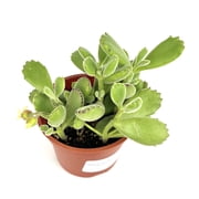 Bear Claws Succulent Cotyledon Tomentosa, 4 Pot