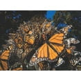 thumbnail image 3 of Monarch Butterflies, 3 of 3
