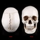 thumbnail image 5 of Modelo de calavera ANGGREK para decoración de fiesta de Halloween, 5 of 8