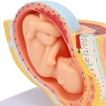 thumbnail image 4 of Modelo anatómico de pelvis de mujer embarazada Nikou feto de 9 meses extraíble, 4 of 15