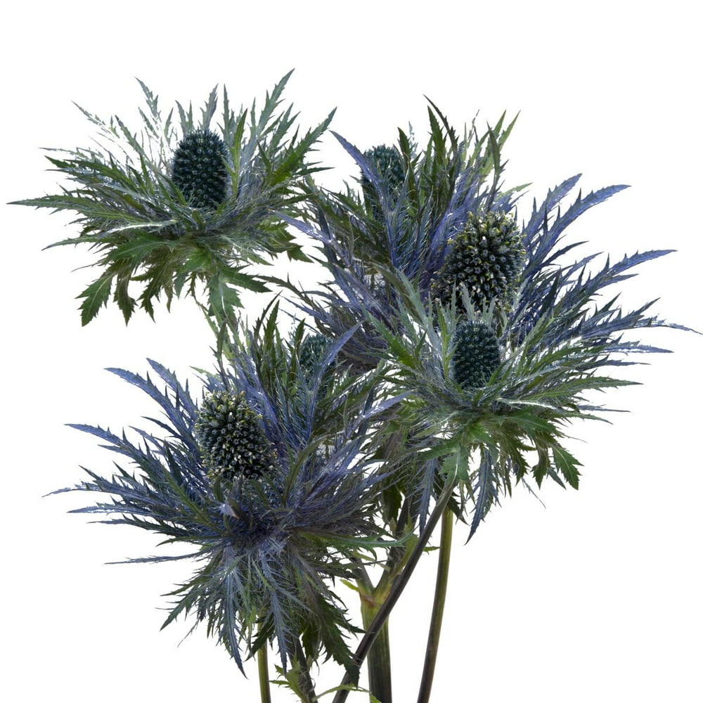 Blue Lagoon Eryngium Fresh Cut 90 Stems