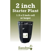 Sandys Nursery Online Hibiscus Cajun Color Bienvenue