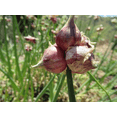 thumbnail image 3 of 5 Egyptian Walking Onion Plants for Planting, Tree Onion Egyptian Walking Tree Onions Plants 2 Year Old, 3 of 6