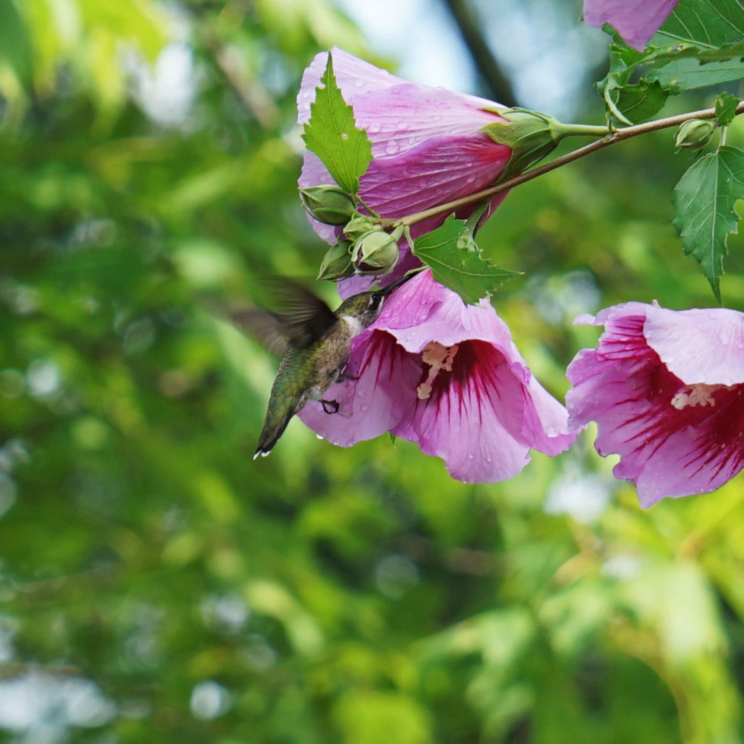 Proven Winners ColorChoice 6" Purple Pillar Rose of Sharon Live Plant in 7.5" Pot