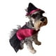 thumbnail image 1 of Disfraz Bruja Perro Halloween Talla 2 Pet Pals, 1 of 4