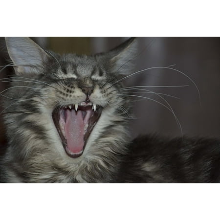 - Framed Art For Your Wall Cat Teeth Maine Coon 10x13 Frame