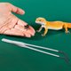 thumbnail image 4 of BESTYASH 2Ud Herramientas Para Reptiles Pinzas De Con Punta De Goma, 4 of 8