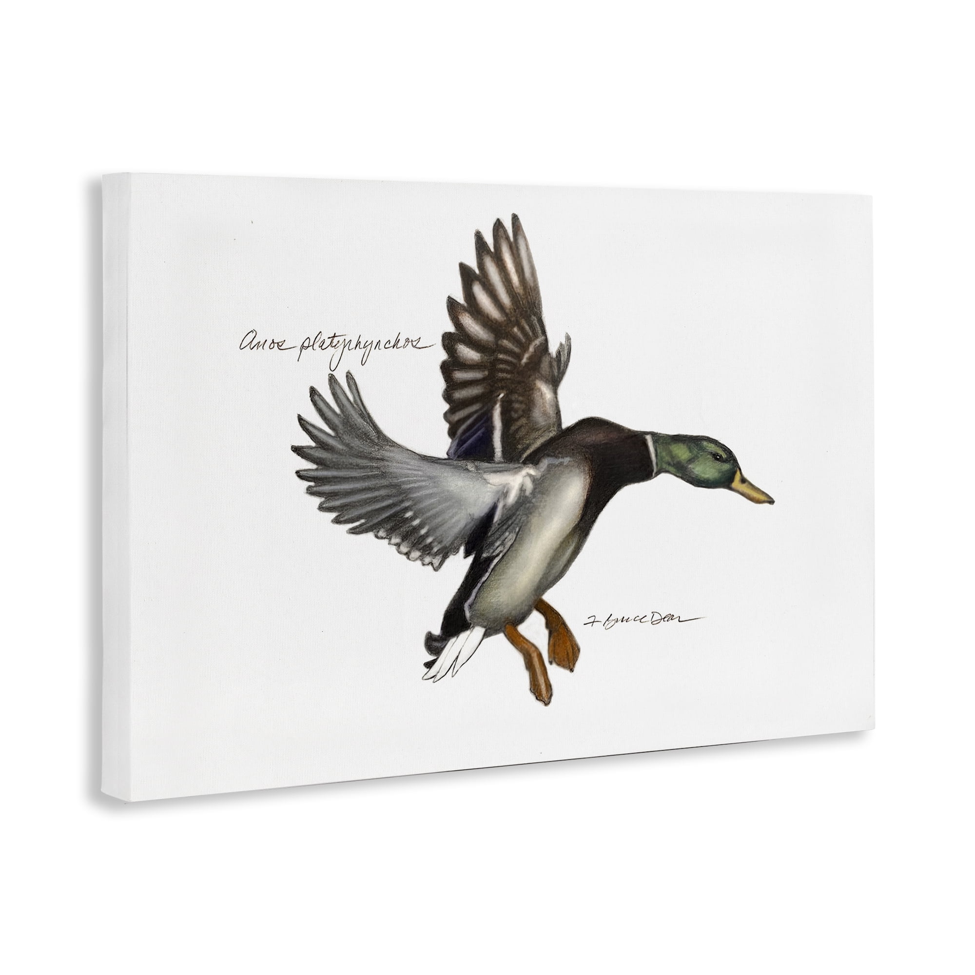Stupell Industries Flying Mallard Duck Animals & Insects Painting Gallery Wrapped Canvas Art Print Wall Art, 45 x 30