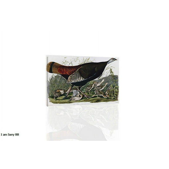 Wild Turkey (Audubon) - Canvas OR Print Wall Art