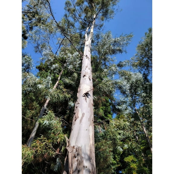 50 White Peppermint Eucalyptus Seeds Tree Flower Perennial Flowers Seed 1341