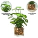 thumbnail image 3 of Botella de vidrio, trébol de cuatro hojas, planta verde perenne, decoración en maceta, decoración del hogar, decoración de escritorio, 3 of 5