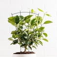 thumbnail image 1 of unbranded Estructura De Soporte Para Plantas Y Trepadoras En Jardín Color, 1 of 8