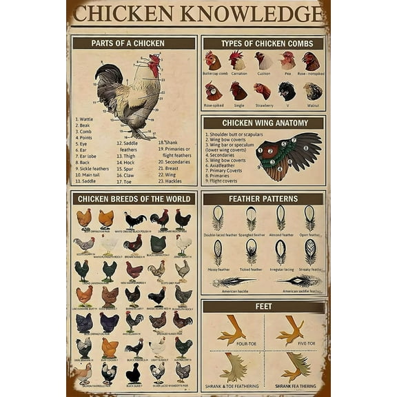 8 x 12 in Metal Tin Sign - Chicken Knowledge Chicken Decor Metal Tin Sign Chicken Coop Signs Wall Decor Breeds Of Chickens Retro Farm Chicken Signs For Coop Funny Outdoor Decorations Parts Of Chicken