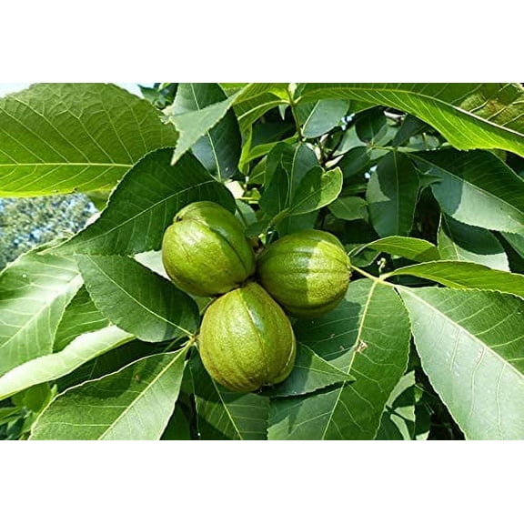 3 Shagbark Hickory Tree Seedlings to Plant