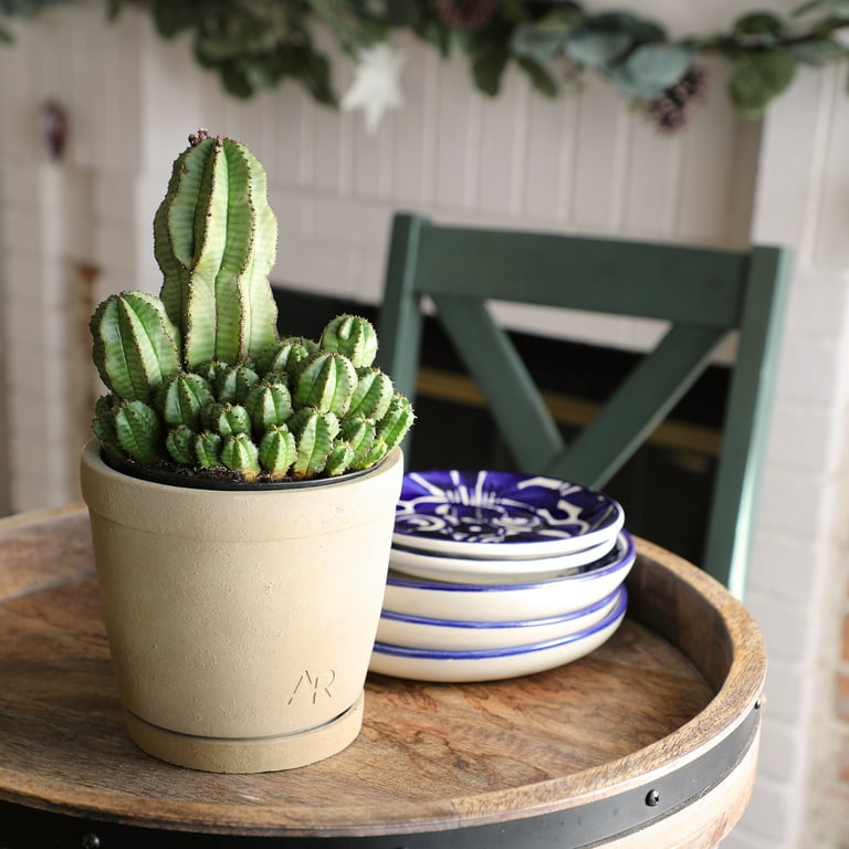 Altman Plants Tanzanian Zipper Plant, Euphorbia Cactus | 6in Décor