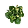 thumbnail image 4 of Altman Plants 3.5" Flowering Kalanchoe Live Plant with Clay Pot, 4 of 9