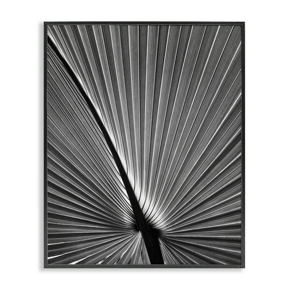 Stupell Industries Palm Frond Detail Botanical & Floral Photography Black Framed Art Print Wall Art, 11 x 14