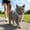 Light Blue, variant on Escape Proof Cat Harness & Leash Set Soft Mesh Reflective Vest Harness For Outdoor Walking And Travel