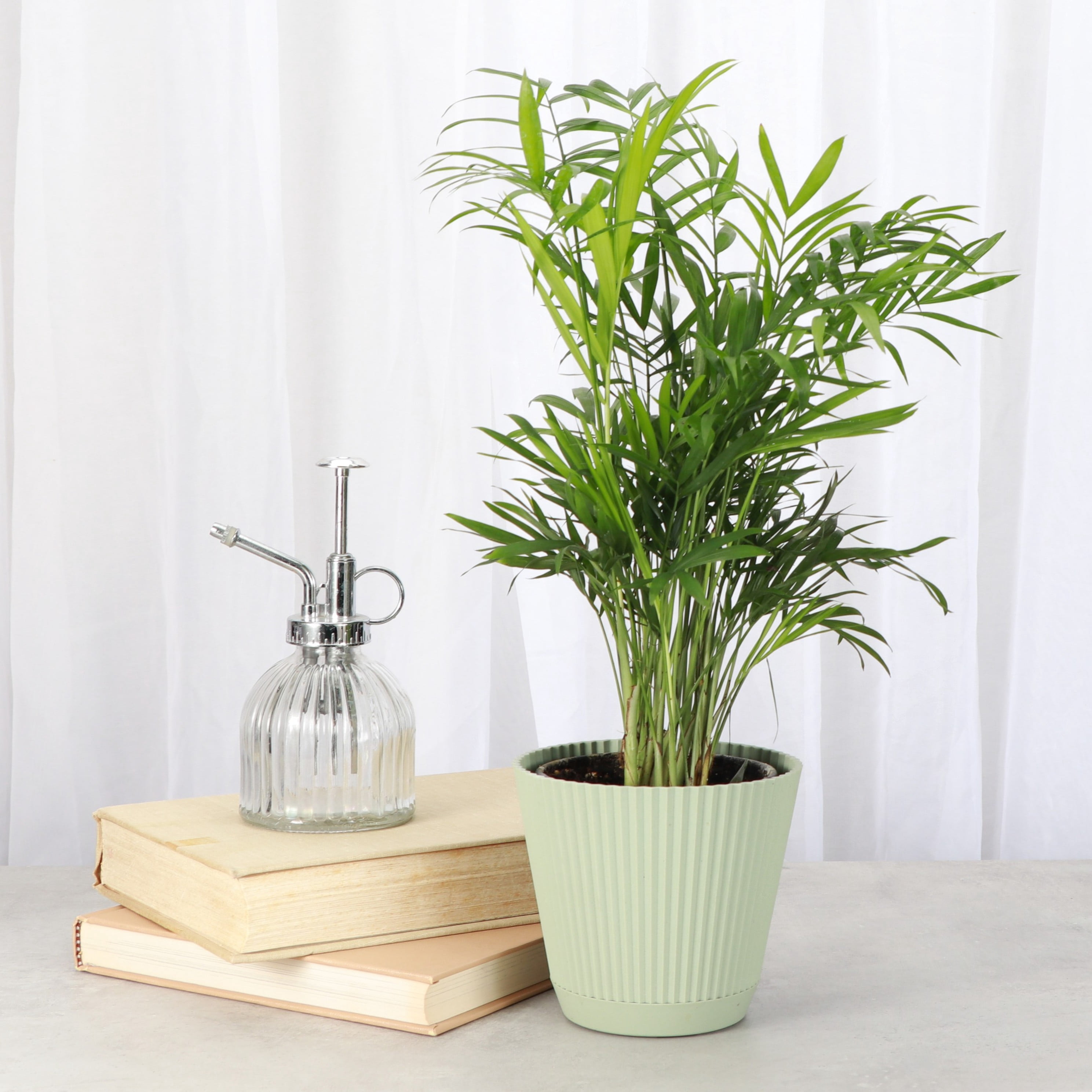 Live Parlor Palm Plant - Pet Safe - 4" Decorative Pot Cover - Thorsen's Greenhouse