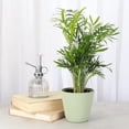 thumbnail image 3 of Live Parlor Palm Plant - Pet Safe - 4" Decorative Pot Cover - Thorsen's Greenhouse, 3 of 5