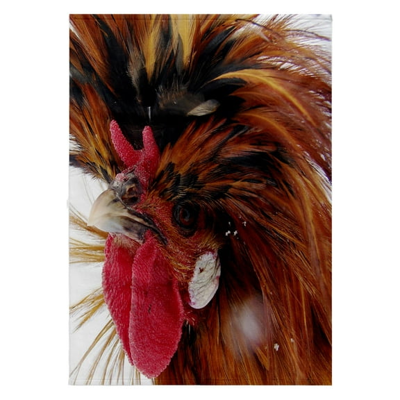 3dRose, Polish Rooster, 22x30 Bath Hand Pool Towel