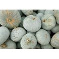 thumbnail image 2 of Winter Squash, Blue Hubbard - Squash Seeds, 2 of 4
