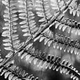 thumbnail image 2 of Kimberly, Allen 26x26 Black Ornate Wood Framed with Double Matting Museum Art Print Titled - Silver Fern 3, 2 of 4
