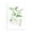 Basil Botanical Herb, variant on Stupell Industries Farmhouse Mint Sprigs Best of Herbs Watercolor Garden Plants Canvas Art, 16 x 20, by Verbrugge Watercolor