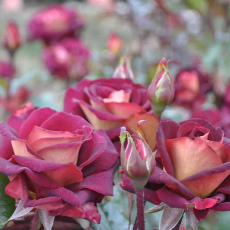 30 Dark Night Hybrid Tea Rose Seeds