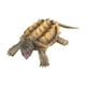 thumbnail image 2 of Figura de tortuga mordedora Hugo Juguete educativo para edades tempranas, 2 of 7
