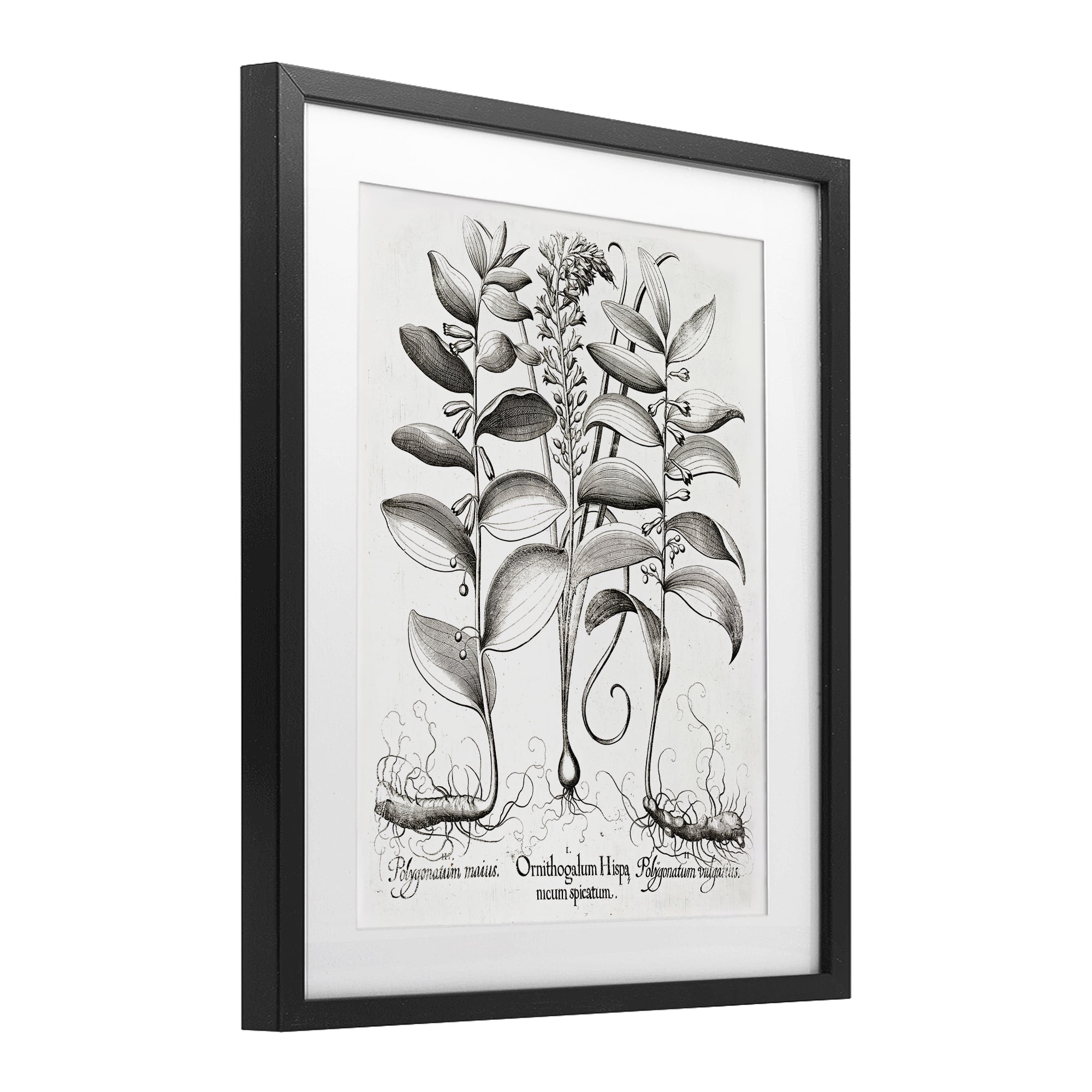 Vintage Botanical Root Study Black Framed Print Under Glass, design by Lettered and Lined