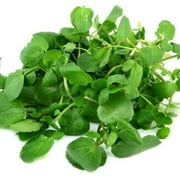 True Watercress Seeds/Perennial/Full Sun/1250 Seeds 1/4 Gram/Zellajake Farm and Garden - B345