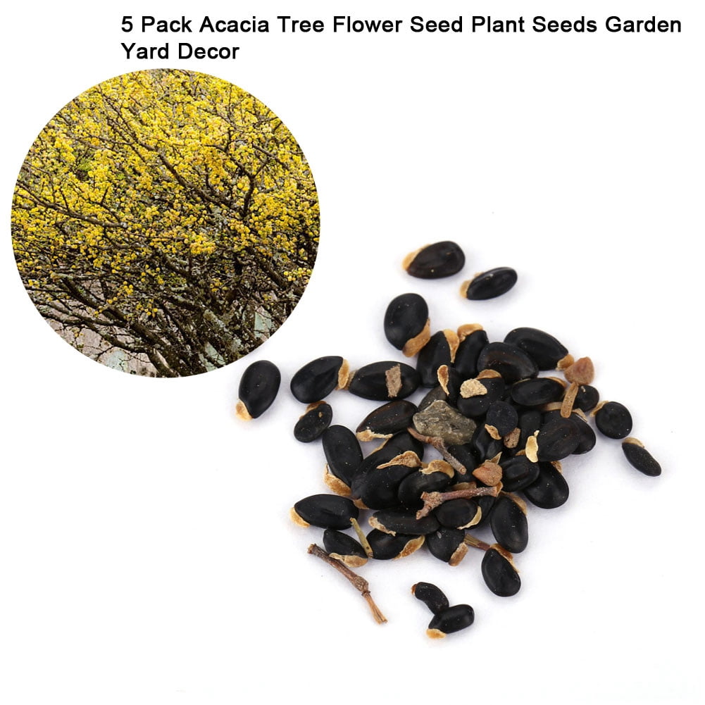 5 Pack Acacia Tree Flower Seed Plant Seeds Garden Yard Decor