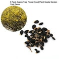 thumbnail image 2 of 5 Pack Acacia Tree Flower Seed Plant Seeds Garden Yard Decor, 2 of 5