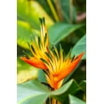 thumbnail image 2 of Jaynes Gallery 23x32 White Modern Wood Framed Museum Art Print Titled - Caribbean-Trinidad-Asa Wright Nature Center Bird of paradise blossom, 2 of 4