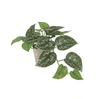 Yirtree Small Fake Hanging Plant, Artificial Potted Plant Faux Ivy Vine  Plant Hanging Plant Pothos for Shelf Home Office Indoor Outdoor Garden  Greenery Decor 41.34in 