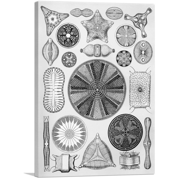 ARTCANVAS Diatomea Canvas Art Print by Ernst Haeckel - Size: 12" x 8" (0.75" Deep)
