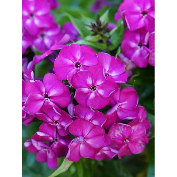 50 Bambini Desire Phlox Seeds