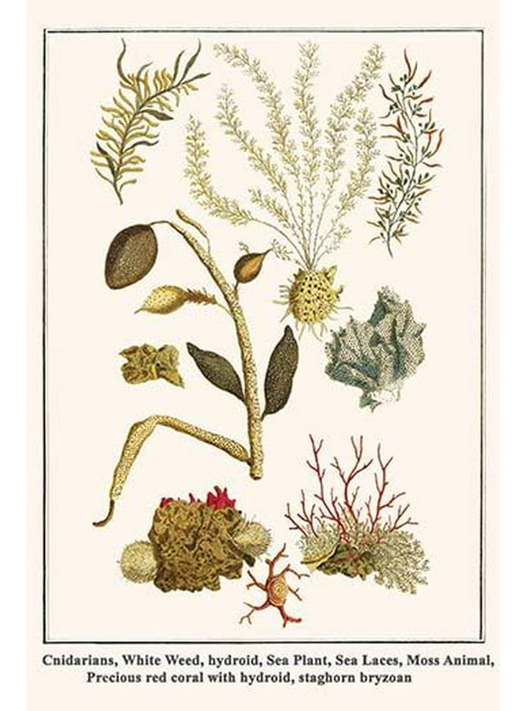 Cnidarians, White Weed, hydroid, Sea Plant, Sea Laces, Moss Animal, red coral with hydroid, and staghorn bryzoan-Fine Art Canvas Print (20" x 30")