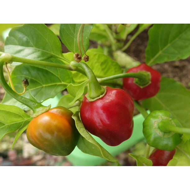 Plant Habanero Chilli Pepper Capsicum Chinense20 Inch By