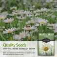 thumbnail image 2 of Shasta Daisy Seeds - 5 pack - Non-GMO Heirloom Full Sun Perennial Flower, 2 of 8