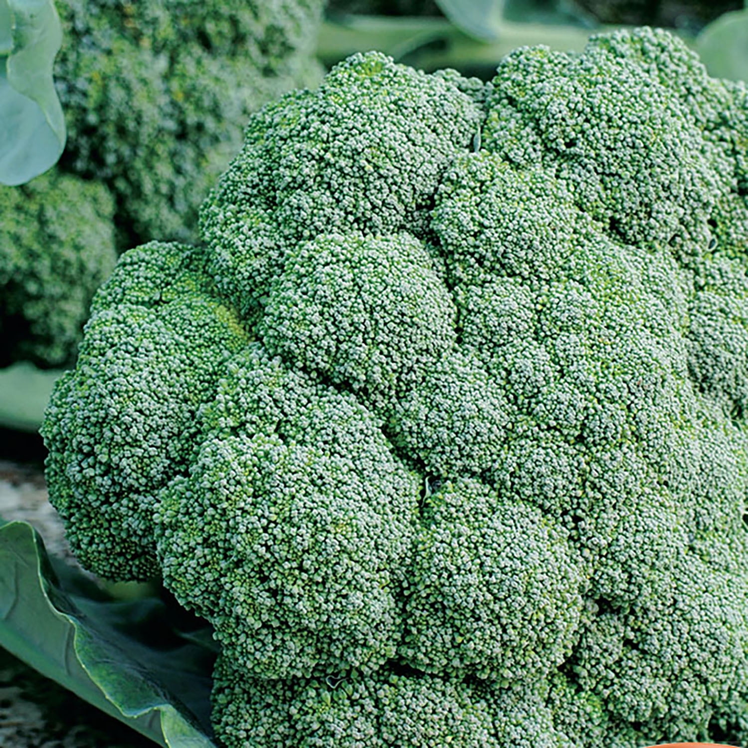 American Seed 200MG Broccoli Waltham Annual Vegetable, Full Sun