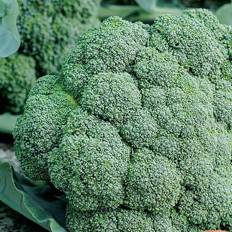American Seed Broccoli Waltham Annual Vegetable Seeds Full Sun