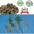 thumbnail image 5 of Premium Moringa Seed, Moringa Oleifera, Malunggay, Drumstick Tree Seeds from India Planting 100% Natural, Superfood, Nutritional, Rich in Vitamins Edible Seeds 8OZ/Bag, 5 of 6