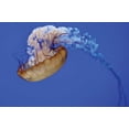 thumbnail image 2 of Erin Berzel 18x13 Gallery Wrapped Canvas Wall Art Titled - Jellyfish VII, 2 of 4